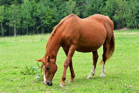 cumming inside horse|Can A Horse Get A Human Pregnant